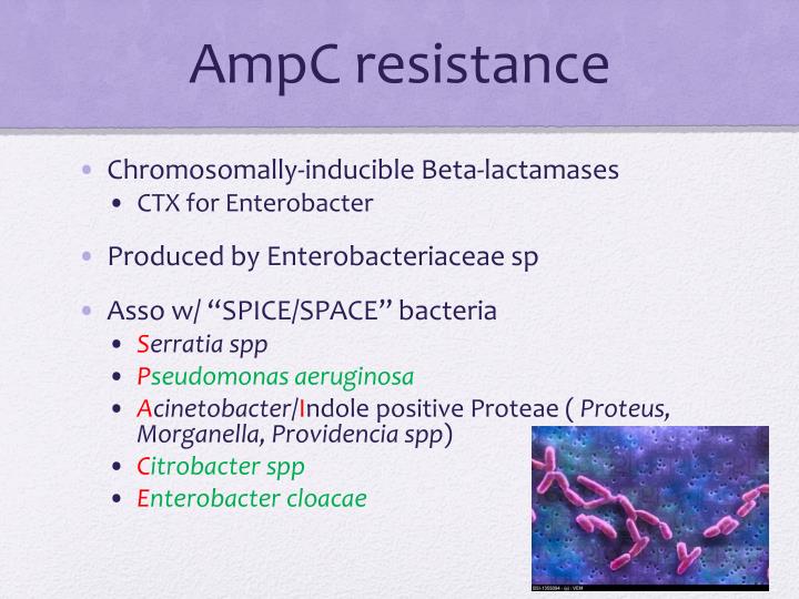 Ampc bacteria spice resistance organisms space resistant inducible antibiotics enterobacter multidrug acronym beta chromosomal microbiology pseudomonas induction ppt powerpoint presentation