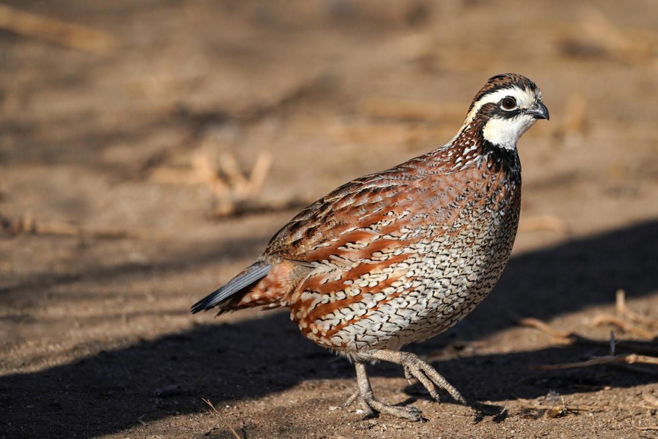 Quail