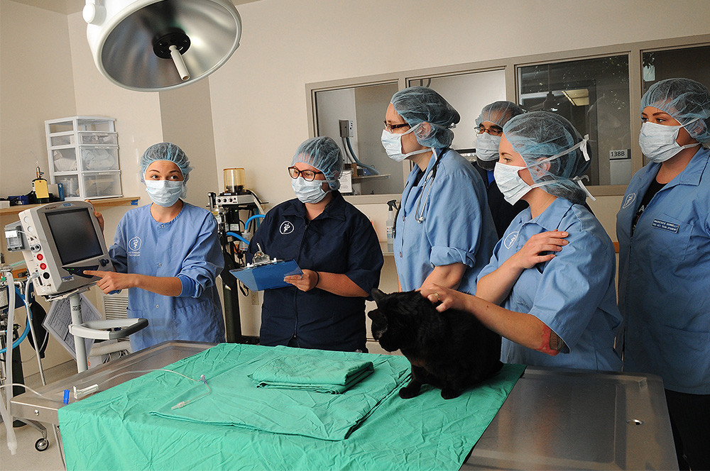 Pcc veterinary technology